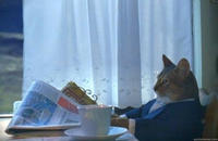 I Should Buy a Boat Cat