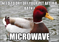Actual Advice Mallard