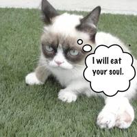 Grumpy Cat