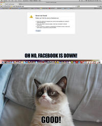 Grumpy Cat