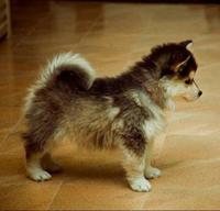 Cute Animals