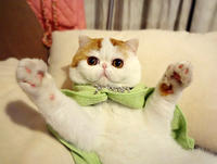 Snoopy the Cat