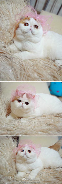Snoopy the Cat