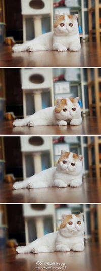 Snoopy the Cat