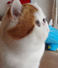 Snoopy the Cat