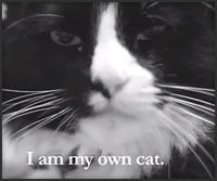 Henri, Le Chat Noir