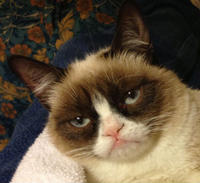 Grumpy Cat