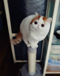 Snoopy the Cat