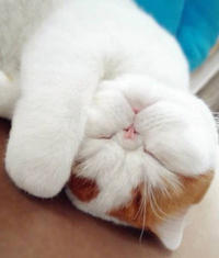 Snoopy the Cat