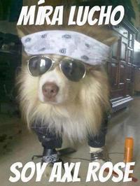 Oye Lucho, El perro del lucho