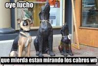 Oye Lucho, El perro del lucho