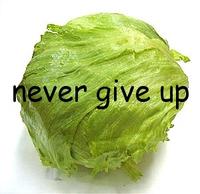 Lettuce / It Says "Never Give Up"