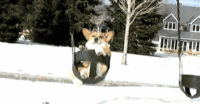Dogs