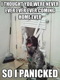 Dogs