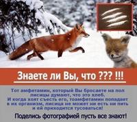 Stoned Fox (Упоротая лиса)