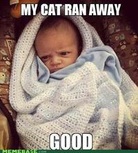 Grumpy Cat