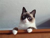 Grumpy Cat