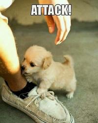 Dogs