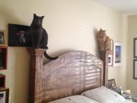 Cats