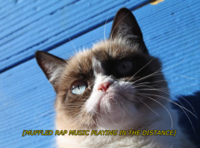 Grumpy Cat