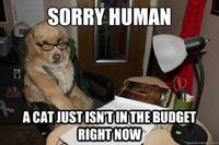 Financial Advice Dog
