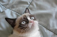 Grumpy Cat