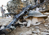 Dogs