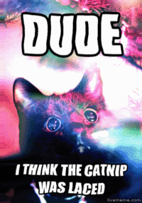 LOLcats
