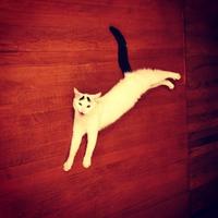 Eyebrow Cat