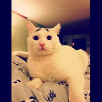 Eyebrow Cat