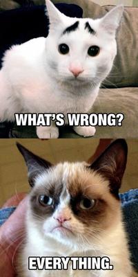 Eyebrow Cat