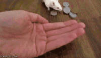 Cute Animals