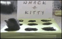 Cats