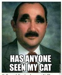 Eyebrow Cat