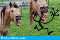 9gag