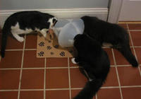 Cats