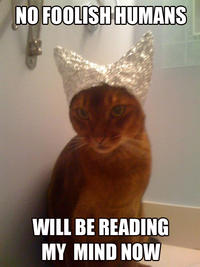 Cats