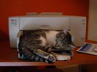 Cats