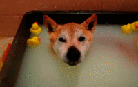Dogs