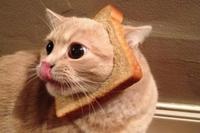 Cat Breading
