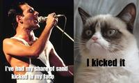 Grumpy Cat