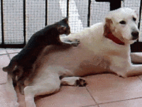 Dogs