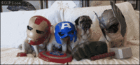 Dogs