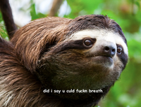 Sloths
