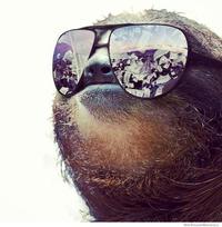 Sloths
