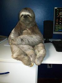 Sloths