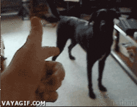 Dogs