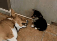 Dogs