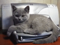 Cats