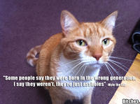 Mylo the Cat